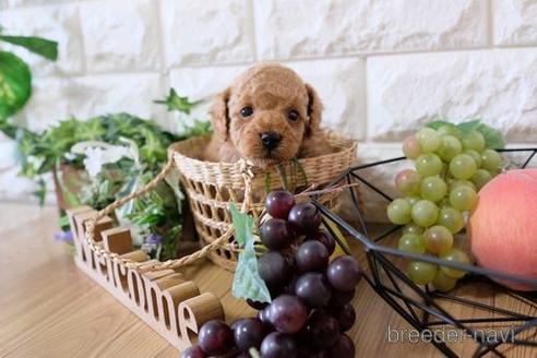 成約済の滋賀県のトイプードル-153331の2枚目