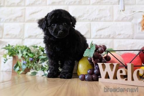 成約済の滋賀県のトイプードル-153332の1枚目