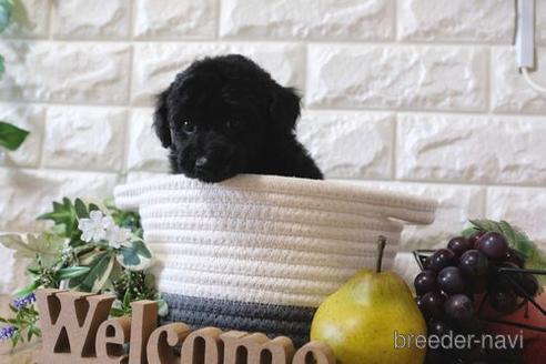 成約済の滋賀県のトイプードル-153332の5枚目