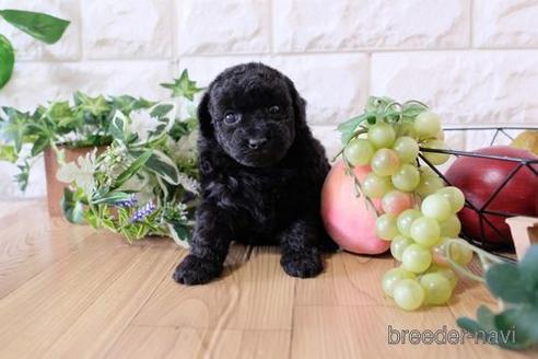 成約済の滋賀県のトイプードル-153332の3枚目