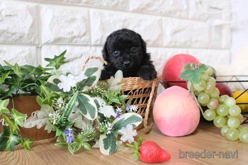 成約済の滋賀県のトイプードル-153332の2枚目