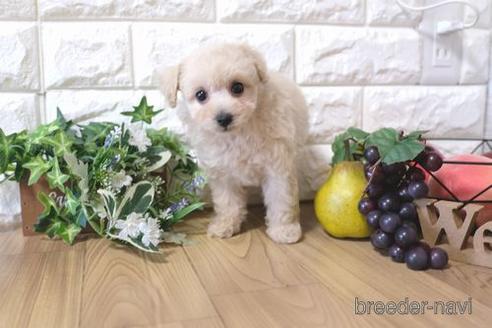 成約済の滋賀県のトイプードル-153334