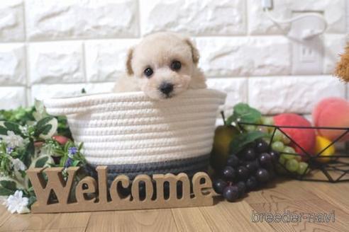 成約済の滋賀県のトイプードル-153334の4枚目