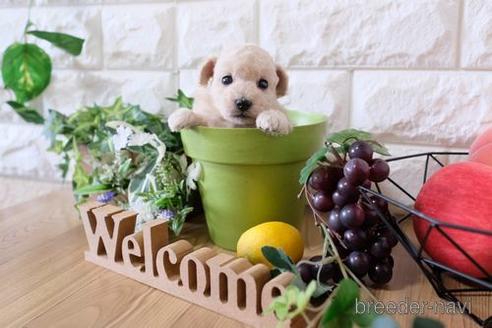 成約済の滋賀県のトイプードル-153334の3枚目