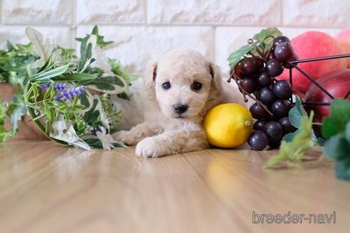 成約済の滋賀県のトイプードル-153334の2枚目
