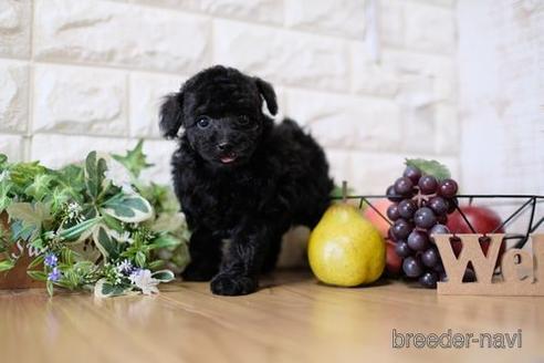 成約済の滋賀県のトイプードル-153333