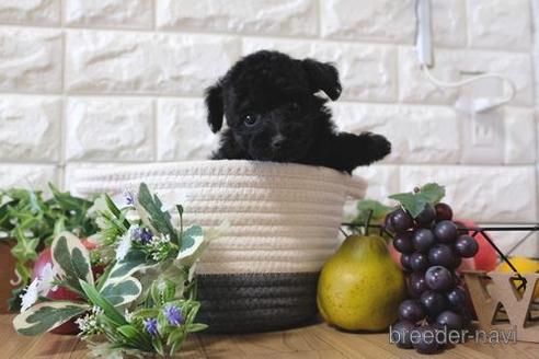 成約済の滋賀県のトイプードル-153333の4枚目