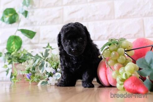 成約済の滋賀県のトイプードル-153333の3枚目