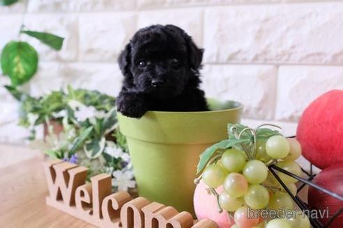 成約済の滋賀県のトイプードル-153333の2枚目