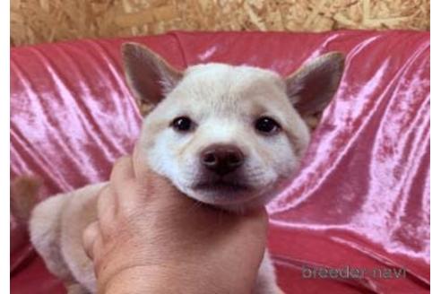 成約済の大阪府の柴犬-155110の5枚目