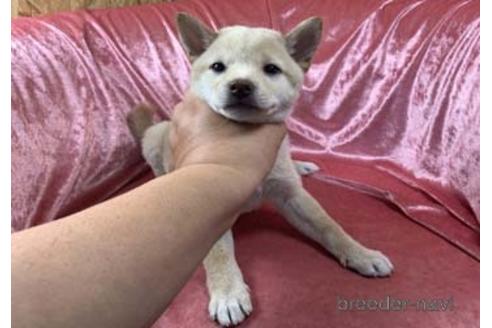 成約済の大阪府の柴犬-155110の1枚目