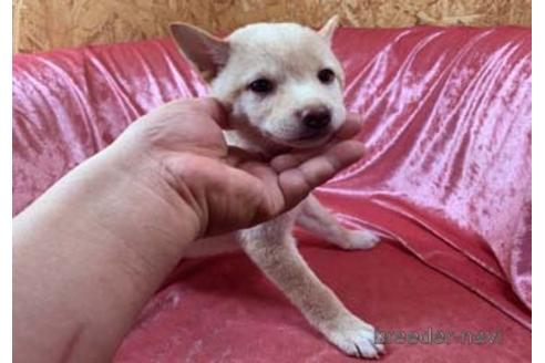 成約済の大阪府の柴犬-155110の4枚目