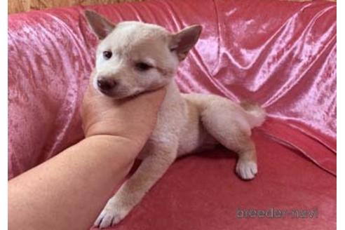 成約済の大阪府の柴犬-155110の3枚目