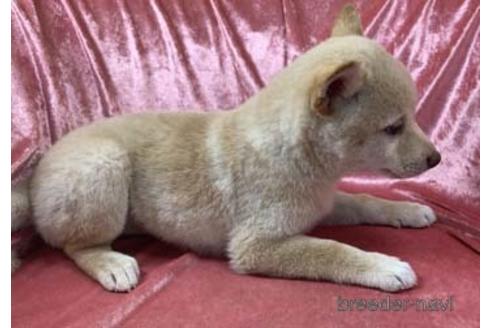 成約済の大阪府の柴犬-155110の2枚目