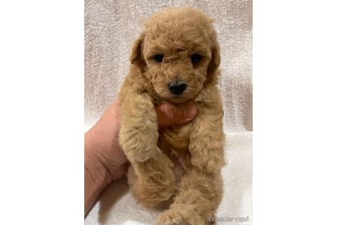 成約済の埼玉県のトイプードル-155111の2枚目