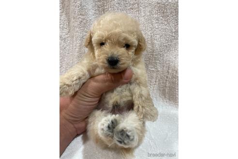 成約済の埼玉県のトイプードル-155112の2枚目