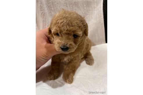 成約済の埼玉県のトイプードル-155114の1枚目
