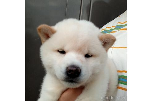 白柴 白の柴犬 の子犬を探す ブリーダーナビ