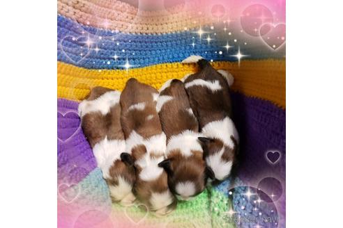 成約済の岡山県のシーズー-155137の3枚目