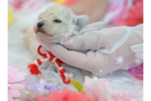成約済の埼玉県のタイニープードル-155151の3枚目