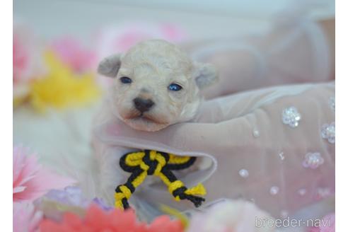 成約済の埼玉県のタイニープードル-155153の16枚目