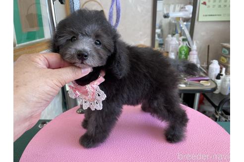 成約済の山梨県のタイニープードル-149648の4枚目