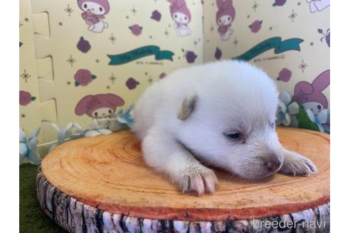 成約済の栃木県のミックス犬-155178の7枚目