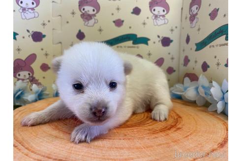 成約済の栃木県のミックス犬-155178の9枚目