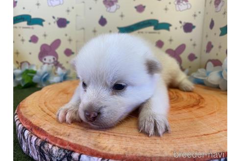 成約済の栃木県のミックス犬-155178の10枚目