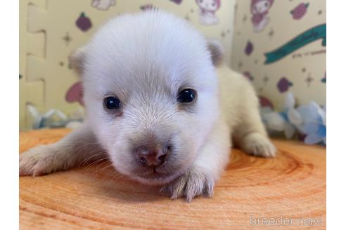 成約済の栃木県のミックス犬-155178の11枚目