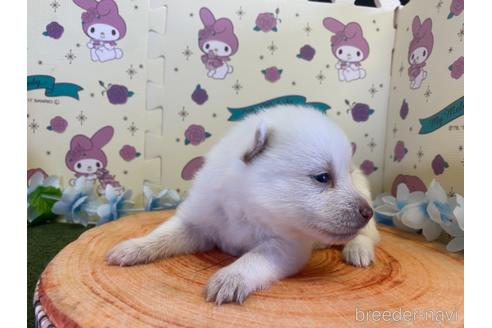 成約済の栃木県のミックス犬-155178の12枚目