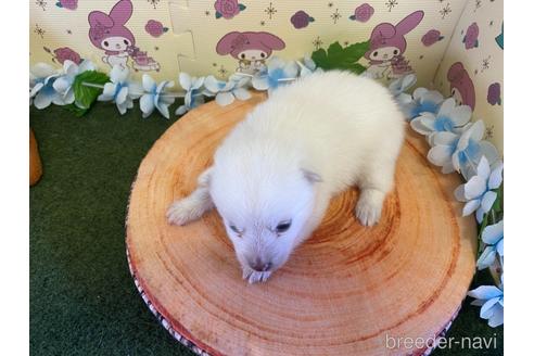 成約済の栃木県のミックス犬-155178の14枚目
