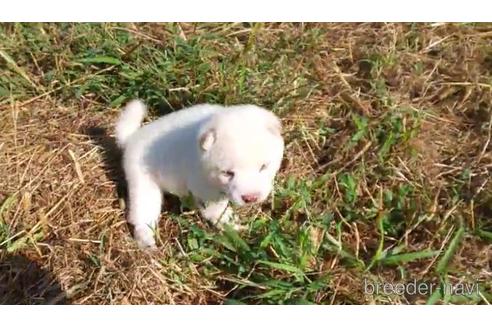 成約済の福岡県の豆柴-155185の2枚目