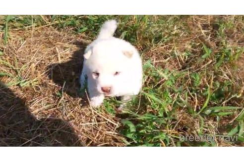 成約済の福岡県の豆柴-155185の1枚目