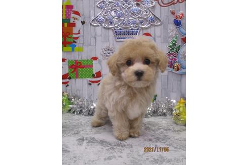 成約済の鳥取県のマルプー:マルチーズ×トイプードル-149796の1枚目