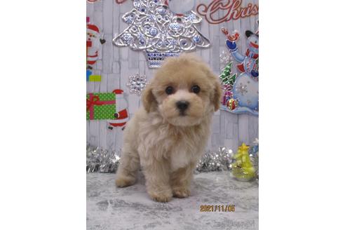 成約済の鳥取県のマルプー:マルチーズ×トイプードル-149796の2枚目