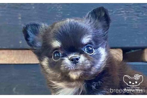 成約済の愛知県のチワワ(ロングコート)-155222の1枚目