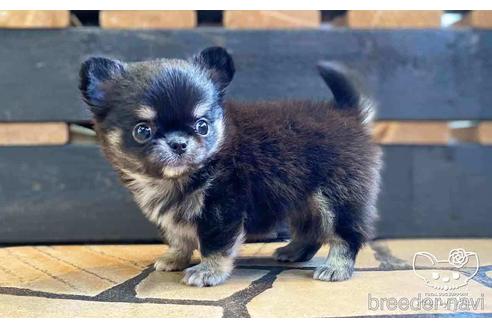 成約済の愛知県のチワワ(ロングコート)-155222の2枚目