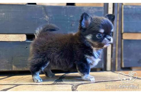 成約済の愛知県のチワワ(ロングコート)-155222の4枚目