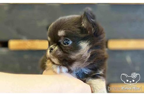 成約済の愛知県のチワワ(ロングコート)-155222の5枚目