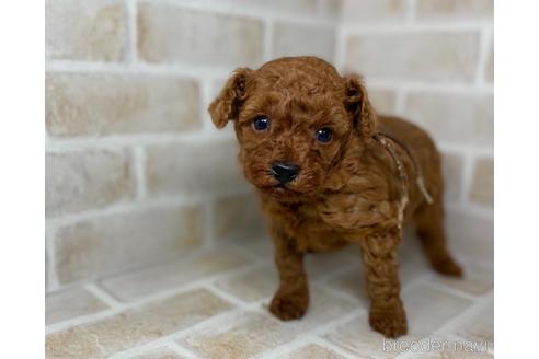 成約済の福岡県のタイニープードル-155219の5枚目