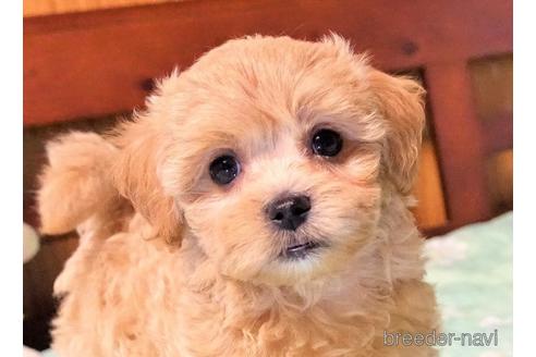 成約済の熊本県のマルプー:マルチーズ×トイプードル-155224の1枚目