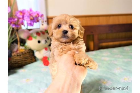 成約済の熊本県のマルプー:マルチーズ×トイプードル-155224の2枚目