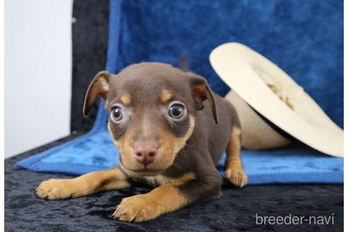 成約済の千葉県のミックス犬-153275の2枚目