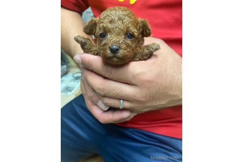 成約済の静岡県のタイニープードル-154433の3枚目