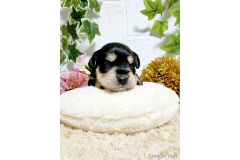 成約済の埼玉県のミニチュアシュナウザー-153104の4枚目