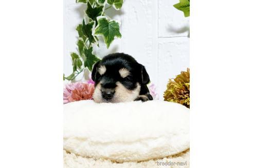 成約済の埼玉県のミニチュアシュナウザー-153104の2枚目
