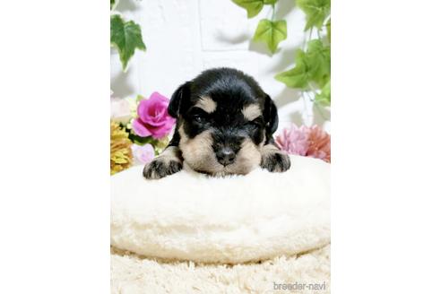 成約済の埼玉県のミニチュアシュナウザー-153101の1枚目