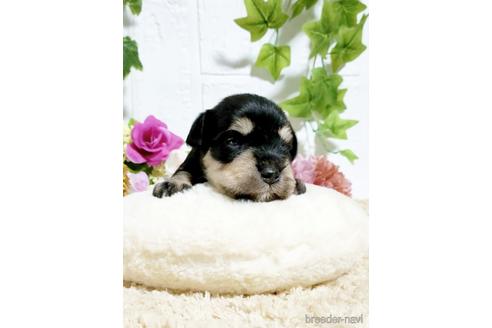 成約済の埼玉県のミニチュアシュナウザー-153101の5枚目