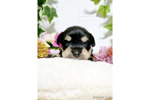 成約済の埼玉県のミニチュアシュナウザー-153101の4枚目